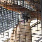 Lioness behind bars