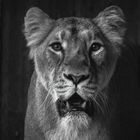 Lioness black and white