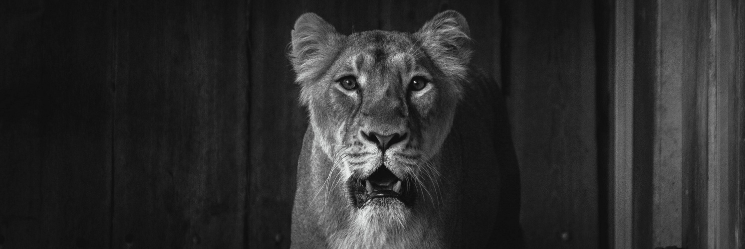 Lioness black and white