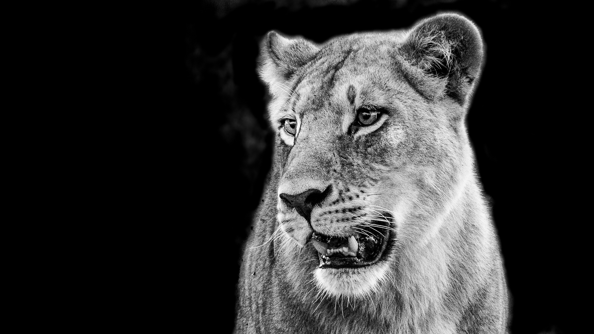 Lioness, Botswana, Okavango Delta