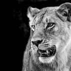 Lioness, Botswana, Okavango Delta