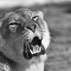 Lioness - BW