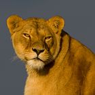 lioness