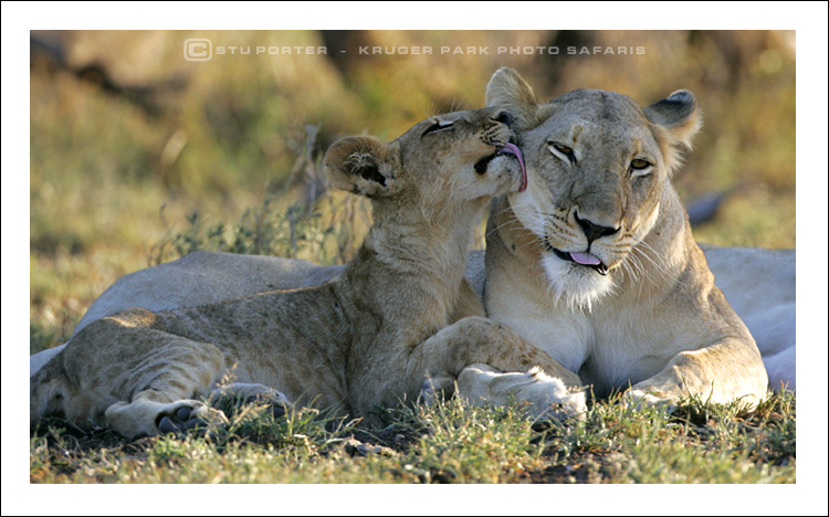 Lioness & Cub - Kruger National Park, South Africa