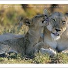 Lioness & Cub - Kruger National Park, South Africa