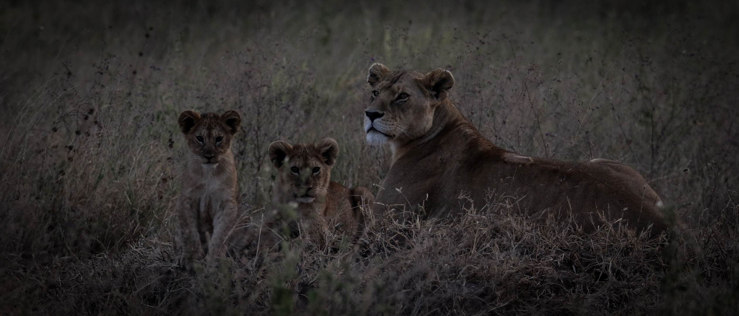 Lioness & Cubs