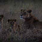 Lioness & Cubs