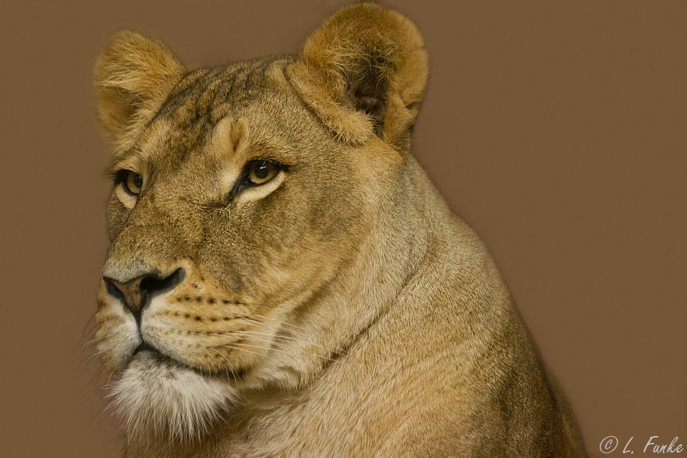 *** lioness ***