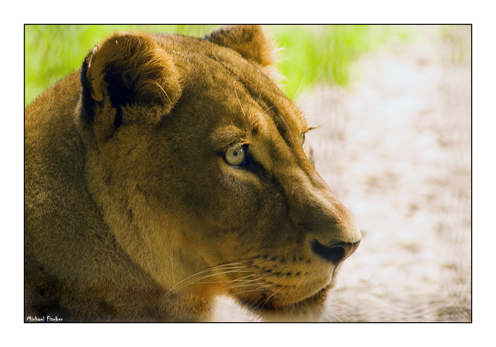 lioness