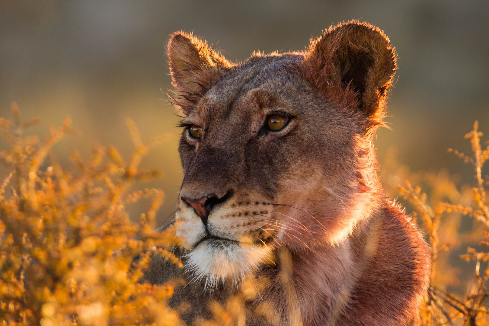 Lioness early Morning