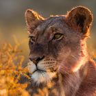 Lioness early Morning