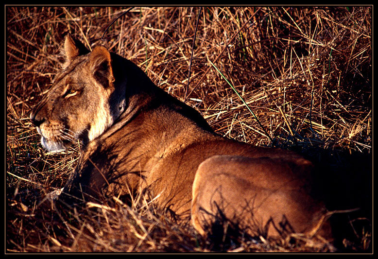 Lioness