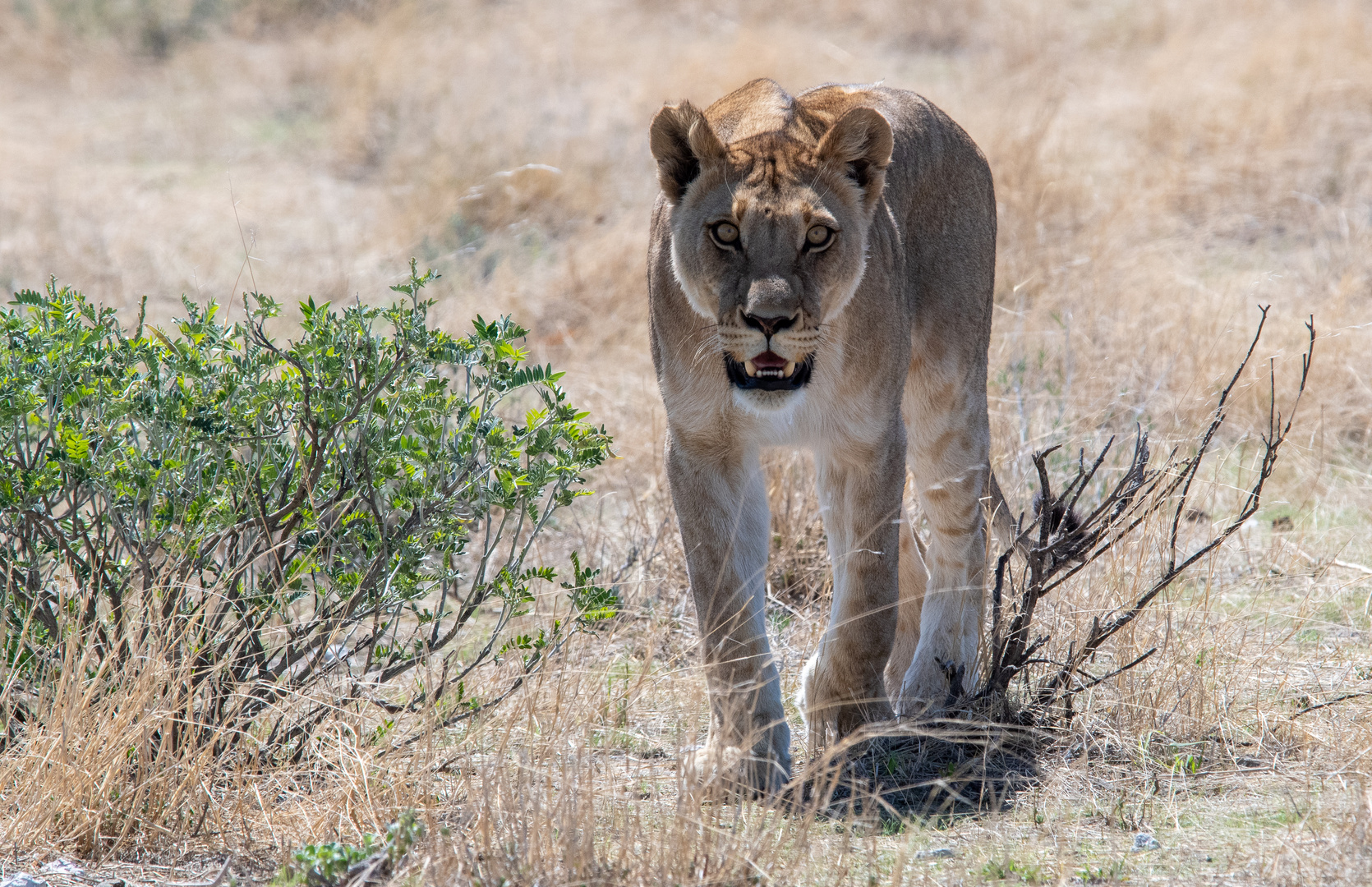 Lioness in Etosha