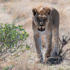 Lioness in Etosha