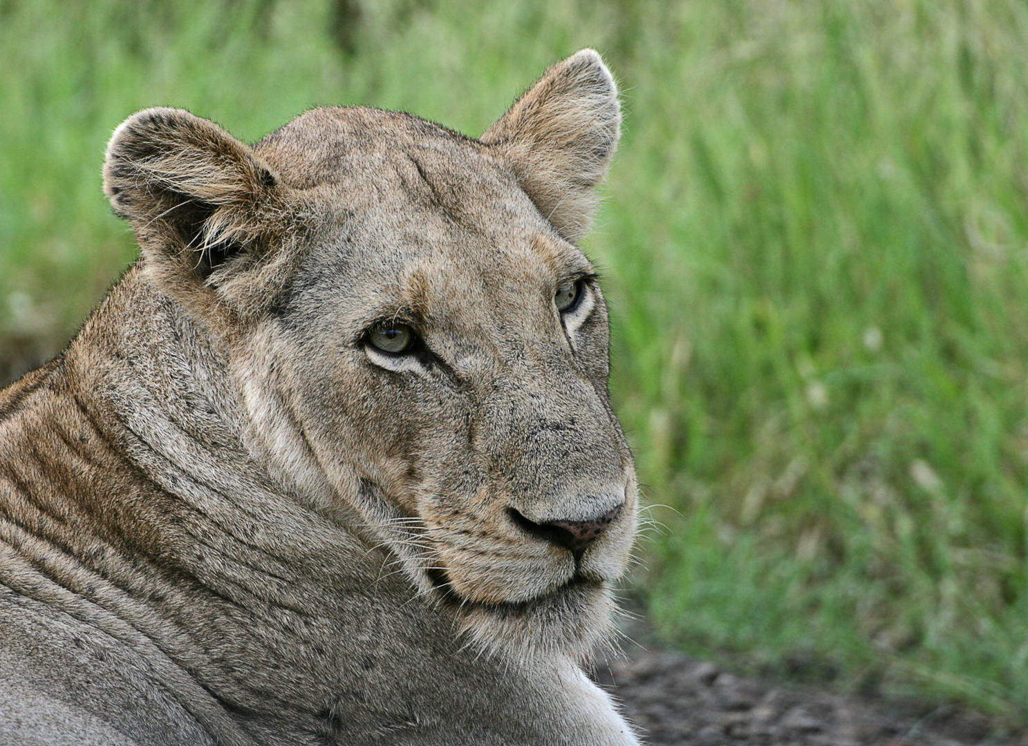 Lioness in the Kruger