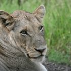 Lioness in the Kruger