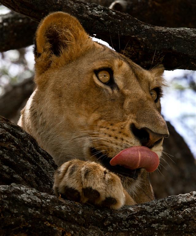 Lioness in the tree,Tanzania