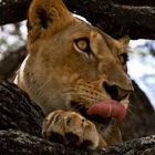 Lioness in the tree,Tanzania