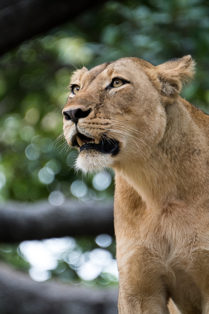 Lioness in tree, Sambia, Lower Zambezi