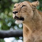 Lioness in tree, Sambia, Lower Zambezi