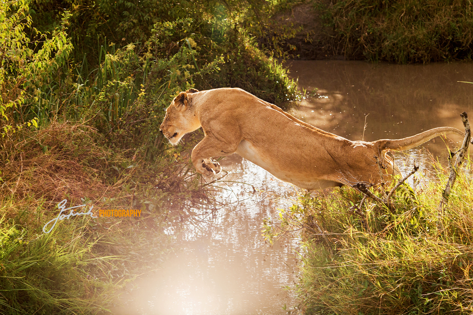 Lioness jump - Masai Mara, Kenya