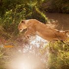 Lioness jump - Masai Mara, Kenya