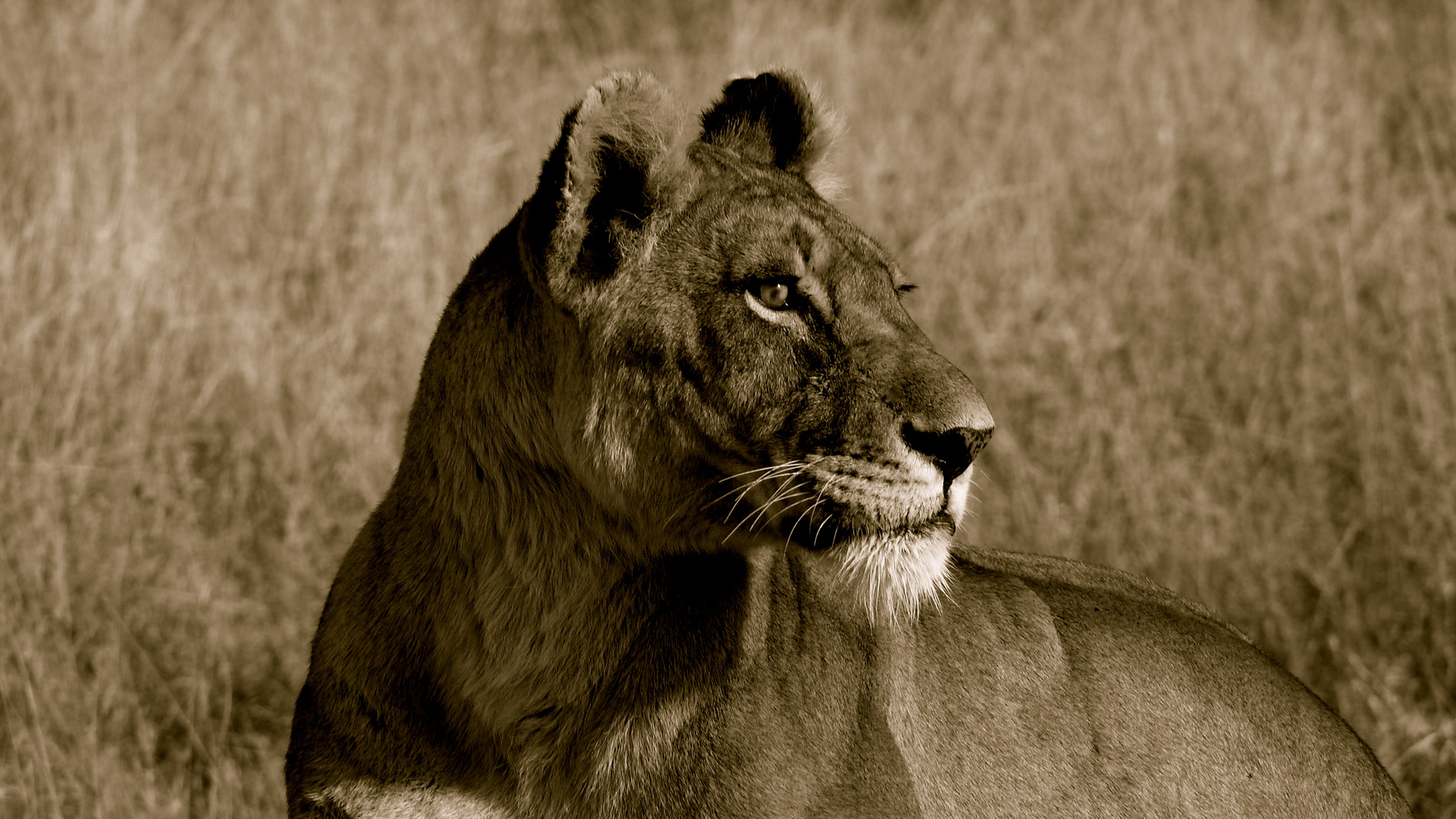 Lioness looking out for prey at Sunrise