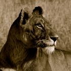 Lioness looking out for prey at Sunrise