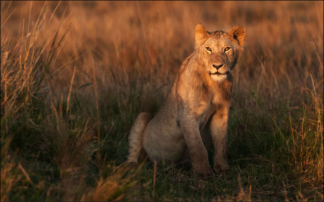 Lioness, masai mara