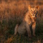 Lioness, masai mara
