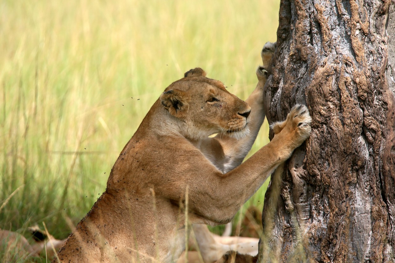 Lioness - Masai Mara - Kenya