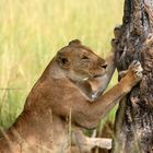 Lioness - Masai Mara - Kenya