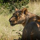 Lioness of Savute