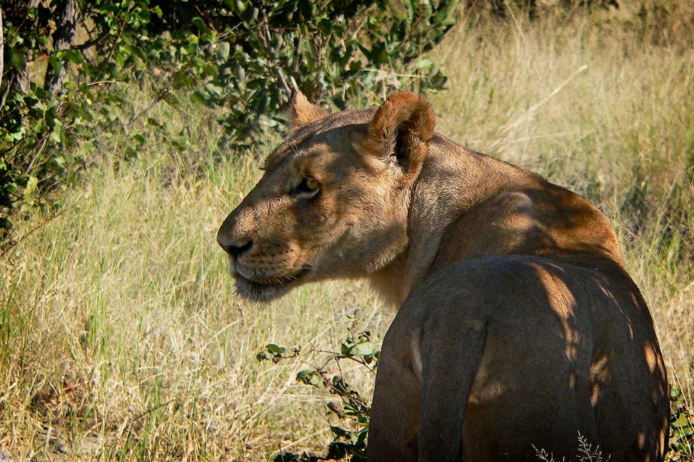 Lioness of Savute