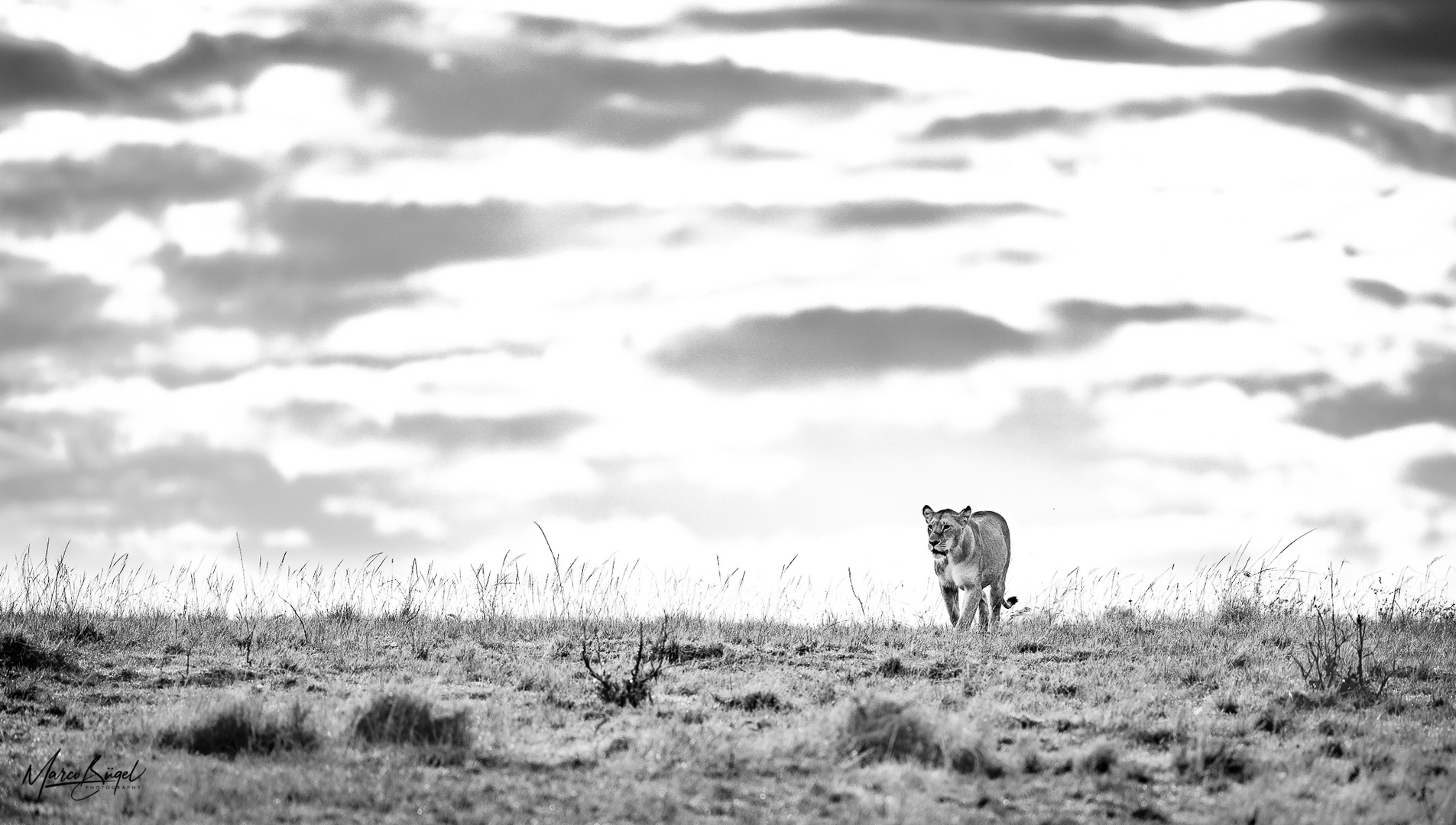 Lioness of the Mara