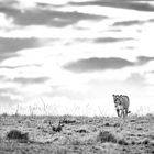 Lioness of the Mara