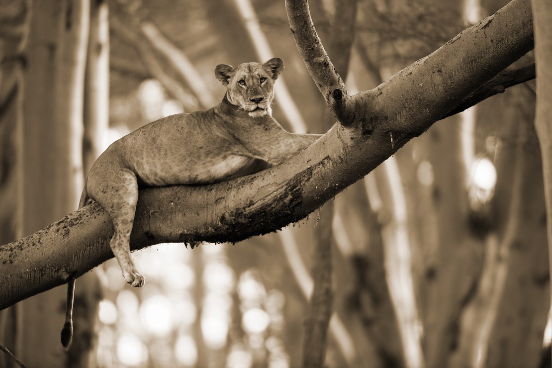 Lioness on the Tree