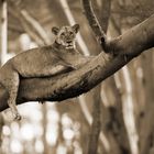 Lioness on the Tree