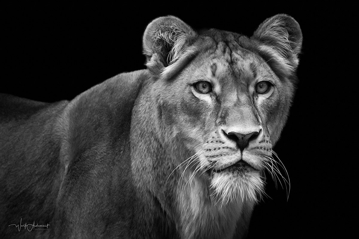 lioness portrait