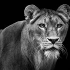 lioness portrait