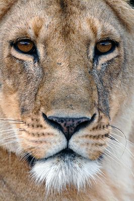 Lioness Portrait
