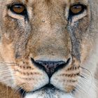 Lioness Portrait