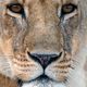 Lioness Portrait