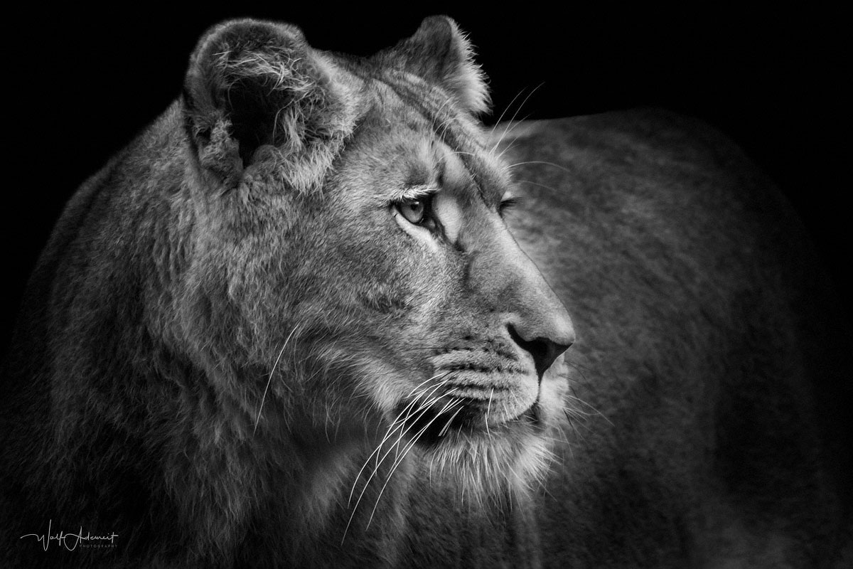 lioness profile