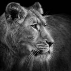 lioness profile