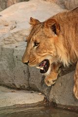 Lioness Resting