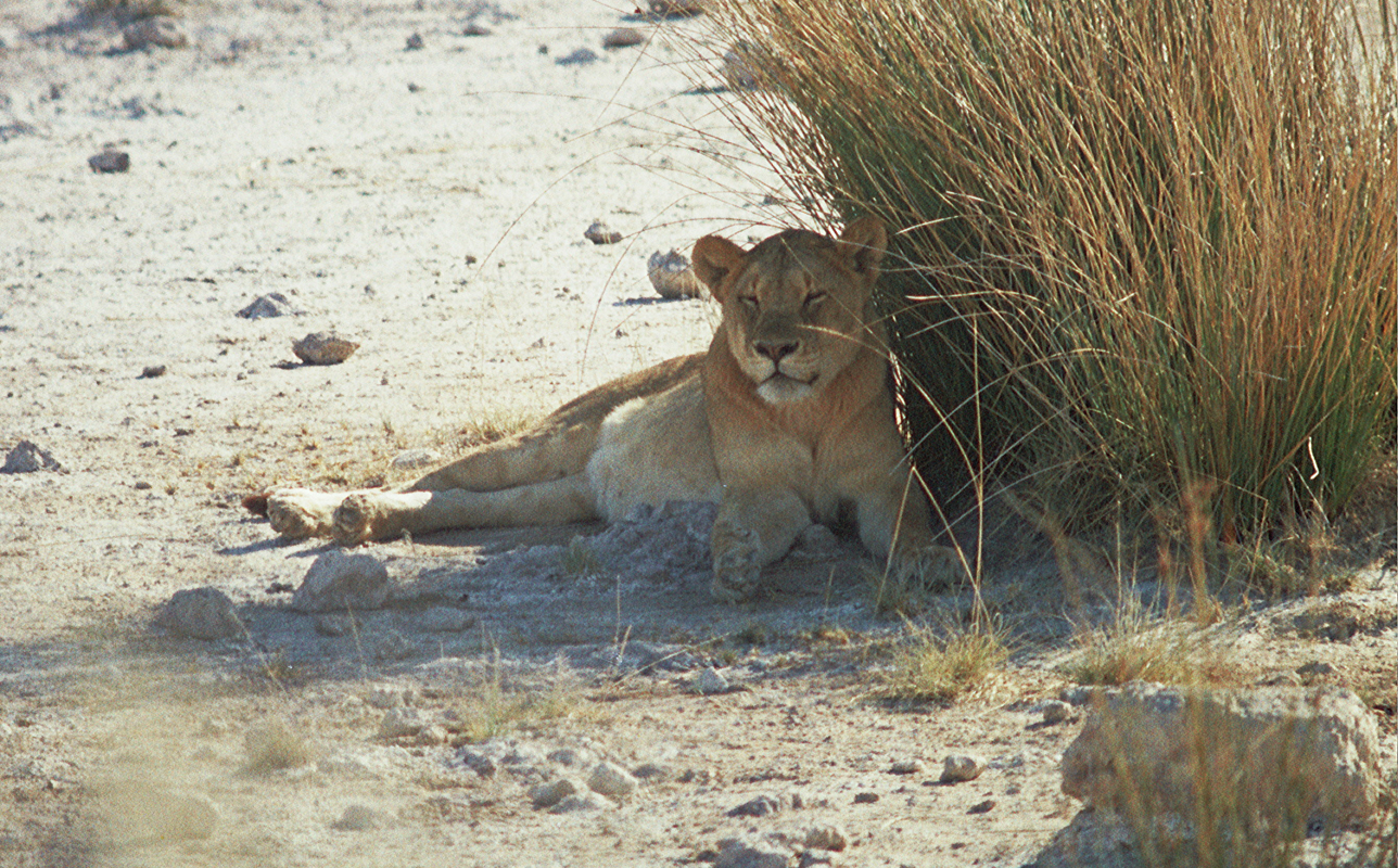 *** Lioness resting in the shade / Etosha 1968 ***