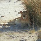 *** Lioness resting in the shade / Etosha 1968 ***