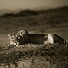 LIONESS RESTING - TANZANIA