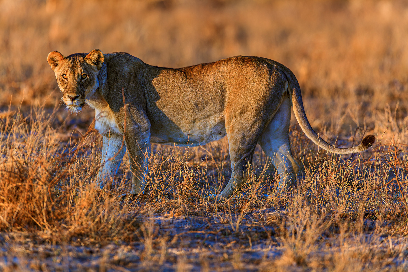 Lioness-Sunrise-z96-2000